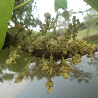 Macaranga peltata (Roxb.) Müll.Arg.